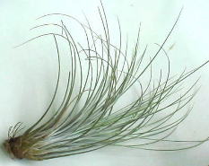 T.juncea