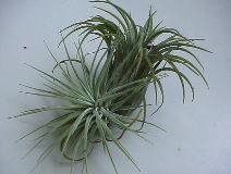 T.ionantha