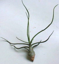 T.bulbosa?