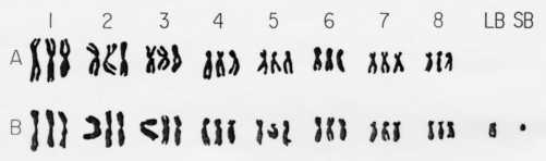 chromosomes of Rhodax sp.
