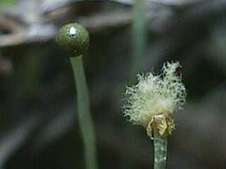 top of sporopyte