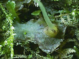 base of sporopyte