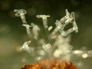 colony of rotifera