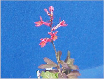 ���Ԃ̐��E