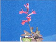 ���Ԃ̐��E