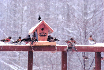 �A�g���ƃC�J��