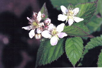 �u���b�N�x���[