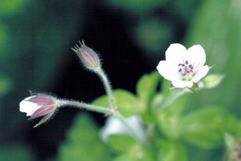 �Q���m�V���E�R�E