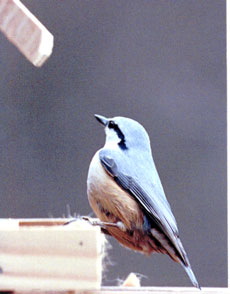 �S�W���E�J��