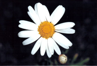 �}�[�K���b�g