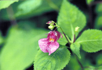 �c���t�l�\�E