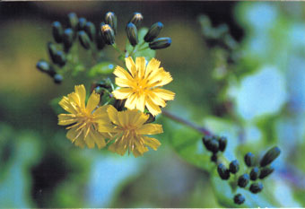 ���N�V�\�E