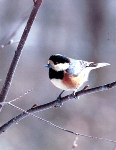 ���}�K��