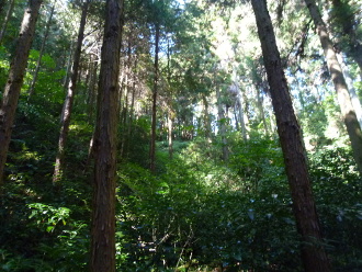 �u���̎�v���瓪��𒭂߂�