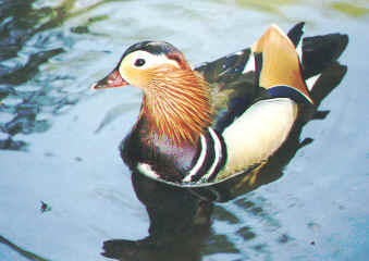 kamikochi2.JPG (96280 �o�C�g)