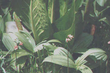 kamikochi3.JPG (105528 �o�C�g)