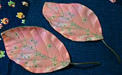 �R�[�X�^�[