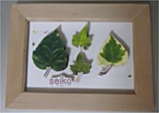 �V���h�EBOX