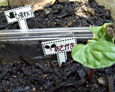 �v���V�[�g