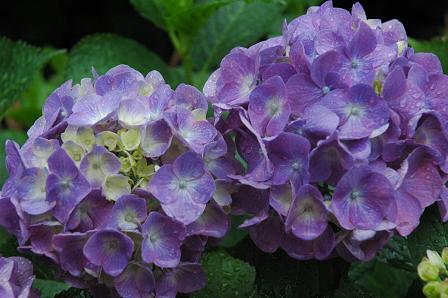 hydrangea