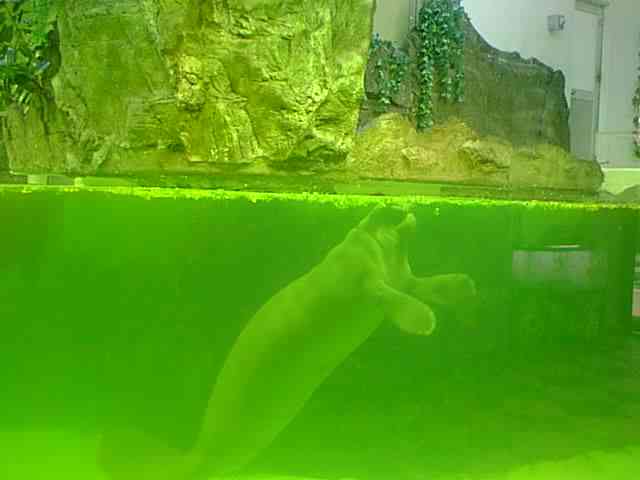 �}�i�e�B�[