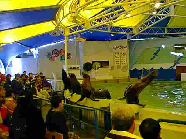 �A�V�J�V���[