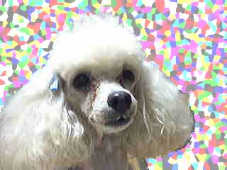 �Ղ�񂿂��ł��I