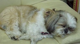 tarou sleeping.jpg (12324 �o�C�g)