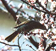 大嫌いなヒヨドリ、メジロが密を吸いに来ると追い払ってしまう