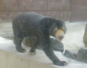 �}���[�O�}