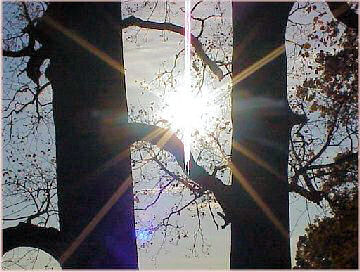 �΂̓V�R�L�O��