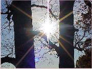 �΂̓V�R�L�O��