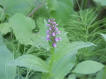 �m�r�l�`�h��