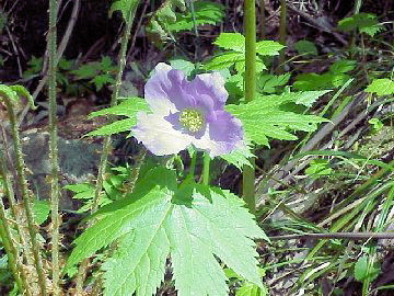 �V���l�A�I�C