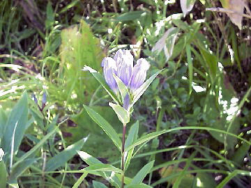 ���p�̐A���_�`