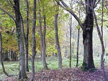 �����̐X��