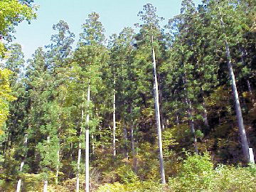 �H�c�X�M�i�H�c�����p�s�j