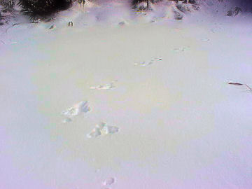 �\�a�c�΂̃m�E�T�M H17.11.23