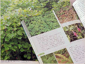 �A�������w�ւǂ���