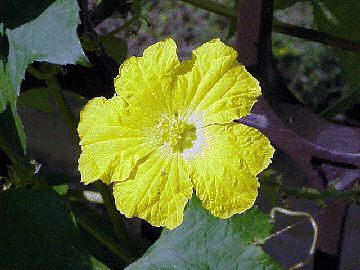 �A���̐��E�T