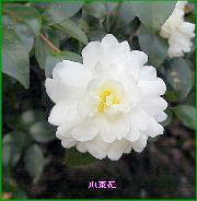 �A���̐��E�U