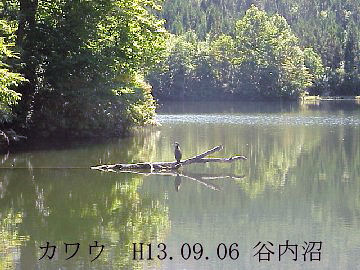 �J�����̃J���E