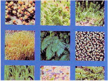 ���A�ɑې�����₻�̒���