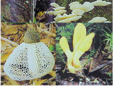 �X�̒��̉����R�r�g�R�c