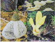 �X�̒��̉����R�r�g�R�c