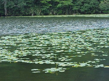 �l�����R�E�z�l