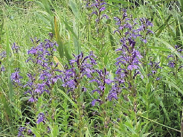 �T���M�L���E