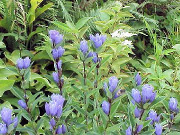 �I���}�����h�E