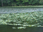 �l�����R�E�z�l