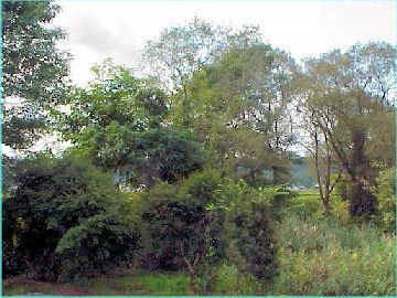 �g�~���̐����n